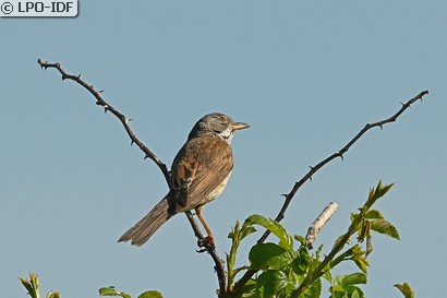 Fauvette grisette