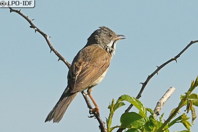 Fauvette grisette