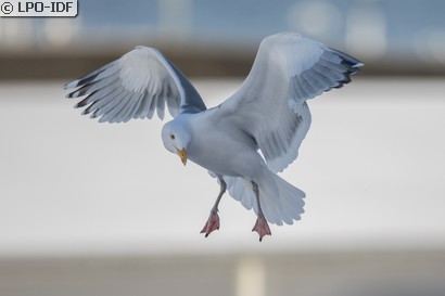 Goéland argenté