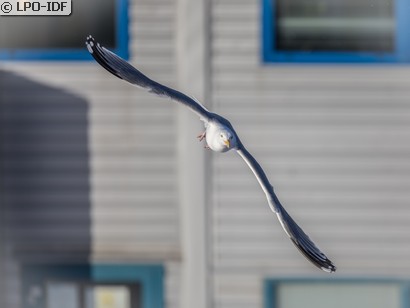 Goéland argenté