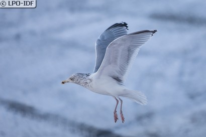 Goéland argenté