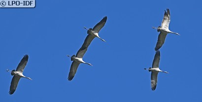 Grue cendrée