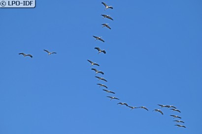 Grue cendrée