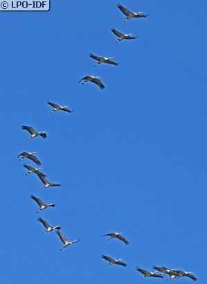 Grue cendrée