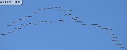 Grue cendrée