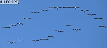 Grue cendrée