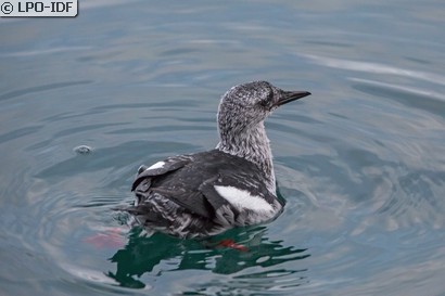 Guillemot à miroir