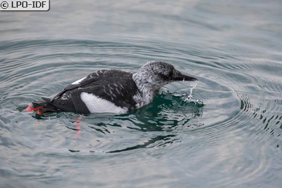 Guillemot à miroir