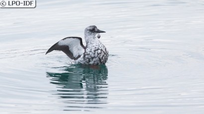 Guillemot à miroir