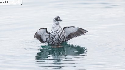 Guillemot à miroir
