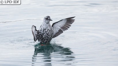 Guillemot à miroir