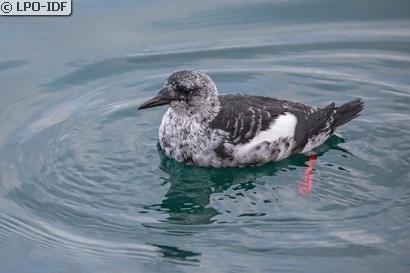 Guillemot à miroir