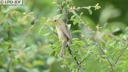 Hypolaïs polyglotte