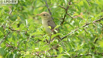 Hypolaïs polyglotte
