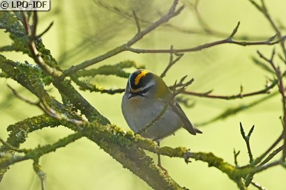 Roitelet à triple bandeau