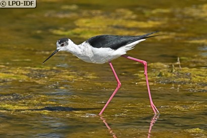 Échasse blanche