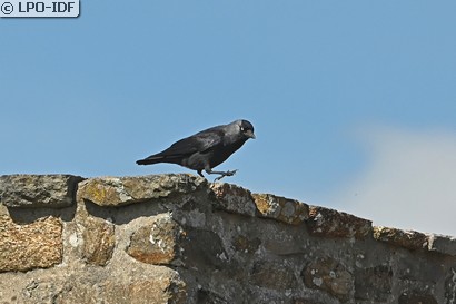 Choucas des tours