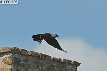 Choucas des tours