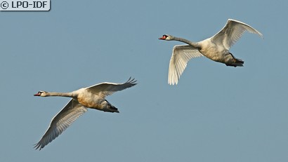 Cygne tuberculé