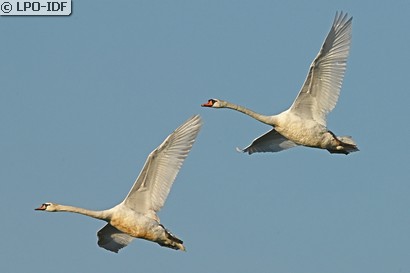 Cygne tuberculé