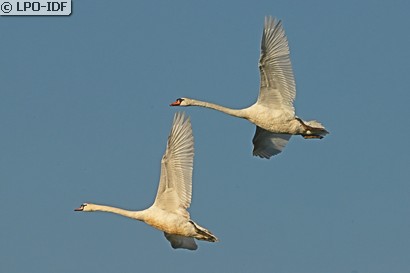 Cygne tuberculé