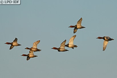 Fuligule milouin