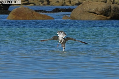 Goéland argenté
