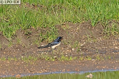 Hirondelle rustique