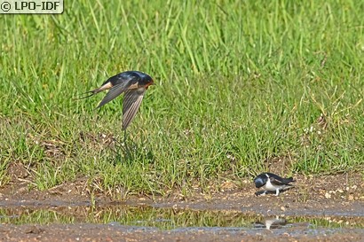 Hirondelle rustique