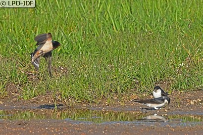 Hirondelle rustique