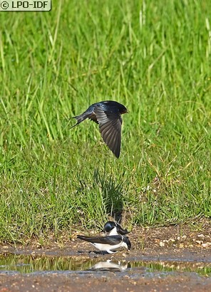 Hirondelle rustique