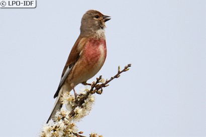Linotte mélodieuse