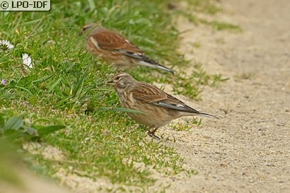 Linotte mélodieuse