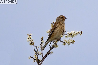 Linotte mélodieuse