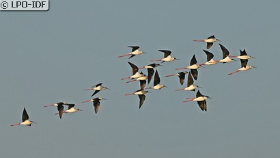 Échasse blanche