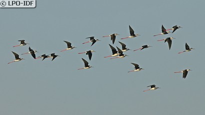 Échasse blanche