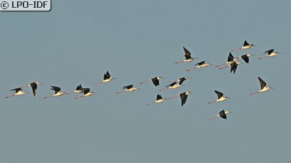 Échasse blanche
