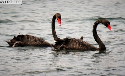 Cygne noir