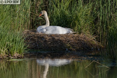 Cygne tuberculé