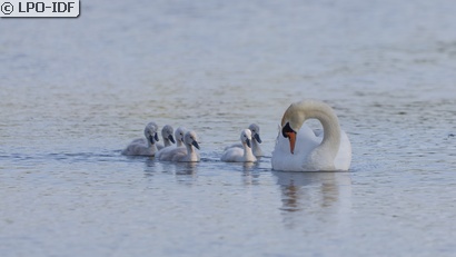 Cygne tuberculé