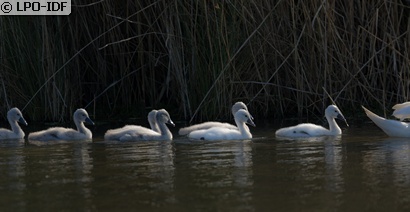 Cygne tuberculé