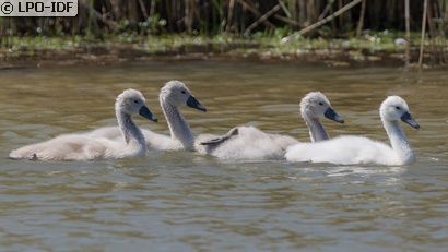 Cygne tuberculé