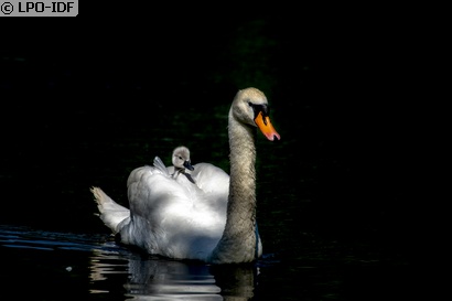 Cygne tuberculé
