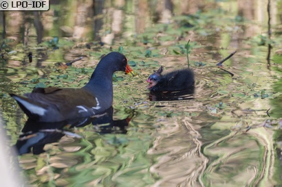 Gallinule poule-d'eau