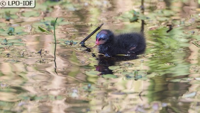 Gallinule poule-d'eau