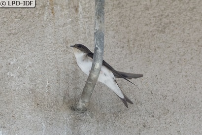 Hirondelle de fenêtre