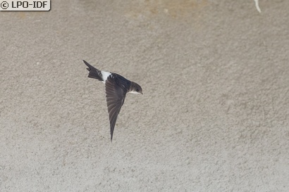 Hirondelle de fenêtre