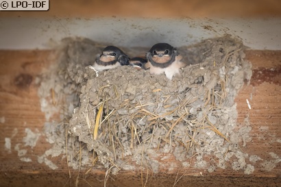 Hirondelle rustique