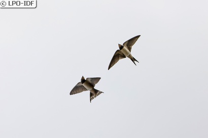 Hirondelle rustique