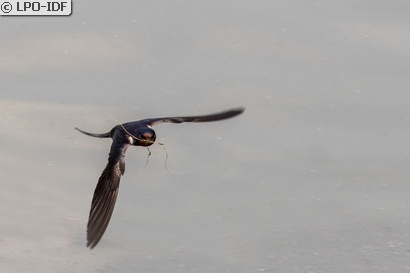 Hirondelle rustique
